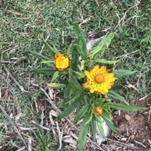 Xerochrysum bracteatum at Jingera, NSW - 15 Jan 2022