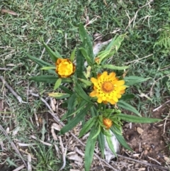 Xerochrysum bracteatum at Jingera, NSW - 15 Jan 2022