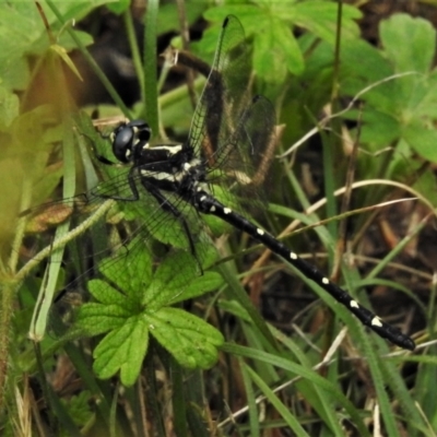 Eusynthemis guttata (Southern Tigertail) at Tennent, ACT - 21 Jan 2022 by JohnBundock