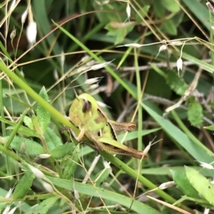 Praxibulus sp. (genus) at Captains Flat, NSW - 15 Jan 2022