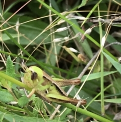 Praxibulus sp. (genus) at Captains Flat, NSW - 15 Jan 2022