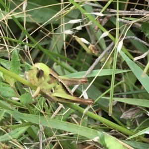 Praxibulus sp. (genus) at Captains Flat, NSW - 15 Jan 2022