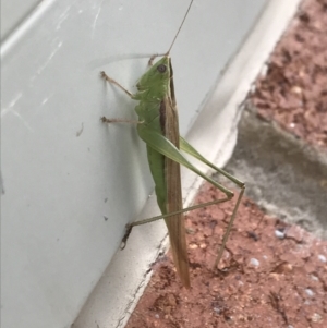 Conocephalus semivittatus at Symonston, ACT - 15 Jan 2022