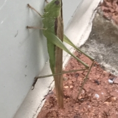 Conocephalus semivittatus at Symonston, ACT - 15 Jan 2022