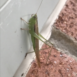 Conocephalus semivittatus at Symonston, ACT - 15 Jan 2022