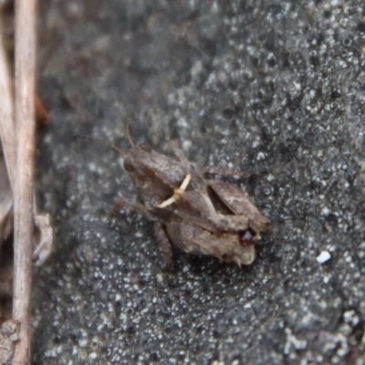 Tetrigidae (family) (Pygmy grasshopper) at Mongarlowe River - 21 Jan 2022 by LisaH