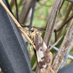 Anestia (genus) at Murrumbateman, NSW - 21 Jan 2022