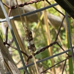 Anestia (genus) at Murrumbateman, NSW - 21 Jan 2022