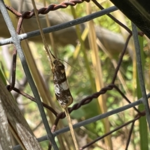 Anestia (genus) at Murrumbateman, NSW - 21 Jan 2022