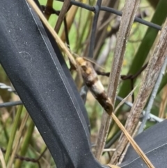 Anestia (genus) at Murrumbateman, NSW - 21 Jan 2022