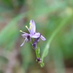 Caesia calliantha (Blue Grass-lily) at Mongarlowe River - 21 Jan 2022 by LisaH