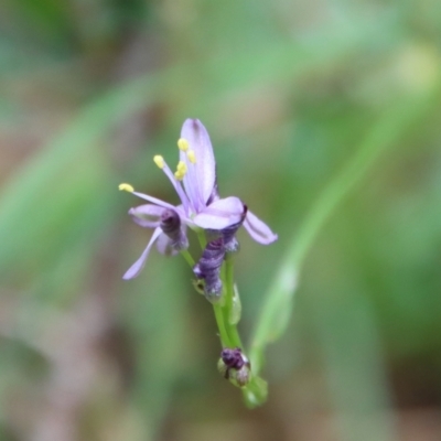 Caesia calliantha (Blue Grass-lily) at Mongarlowe River - 21 Jan 2022 by LisaH