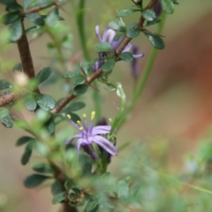 Caesia calliantha at Mongarlowe, NSW - 21 Jan 2022