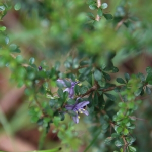 Caesia calliantha at Mongarlowe, NSW - 21 Jan 2022