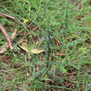 Caesia calliantha at Mongarlowe, NSW - 21 Jan 2022