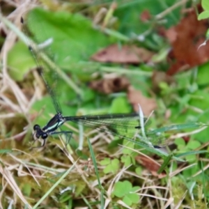 Austroargiolestes icteromelas at Mongarlowe, NSW - suppressed