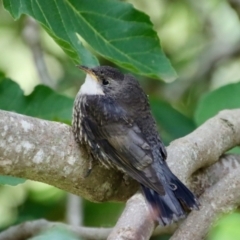 Cormobates leucophaea (White-throated Treecreeper) at Mongarlowe, NSW - 21 Jan 2022 by LisaH