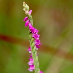 Spiranthes australis (Austral Ladies Tresses) at Mongarlowe, NSW - 21 Jan 2022 by LisaH