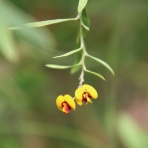 Daviesia leptophylla at Mongarlowe, NSW - suppressed