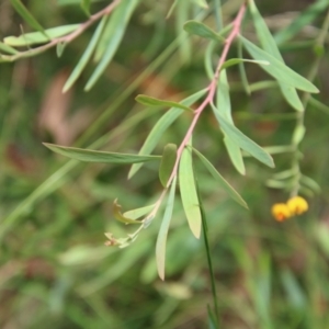 Daviesia leptophylla at Mongarlowe, NSW - suppressed