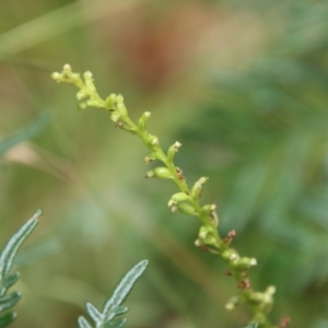 Microtis sp. at Mongarlowe, NSW - 21 Jan 2022