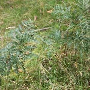 Microtis sp. at Mongarlowe, NSW - 21 Jan 2022