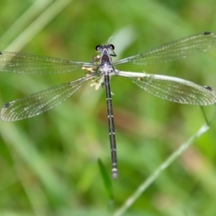 Austroargiolestes icteromelas (Common Flatwing) at Mongarlowe River - 21 Jan 2022 by LisaH