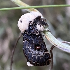 Genduara punctigera at Jerrabomberra, NSW - 21 Jan 2022 08:12 PM