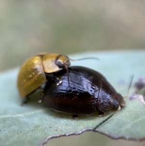 Paropsisterna cloelia at Googong, NSW - 21 Jan 2022