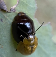 Paropsisterna cloelia at Googong, NSW - 21 Jan 2022