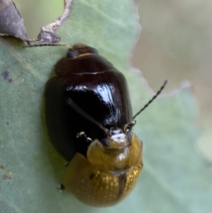 Paropsisterna cloelia at Googong, NSW - 21 Jan 2022