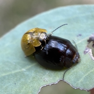 Paropsisterna cloelia at Googong, NSW - 21 Jan 2022