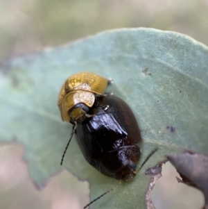 Paropsisterna cloelia at Googong, NSW - 21 Jan 2022