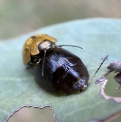 Paropsisterna cloelia at Googong, NSW - 21 Jan 2022