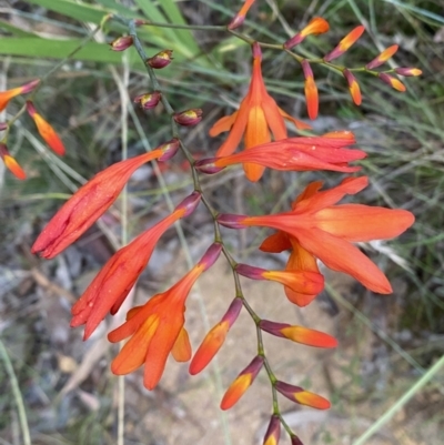 Crocosmia x crocosmiiflora (Montbretia) at Googong, NSW - 21 Jan 2022 by SteveBorkowskis