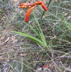 Crocosmia x crocosmiiflora at Googong, NSW - 21 Jan 2022