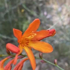 Crocosmia x crocosmiiflora at Googong, NSW - 21 Jan 2022