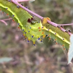 Opodiphthera eucalypti (Emperor Gum Moth) at Jerrabomberra, NSW - 21 Jan 2022 by SteveBorkowskis