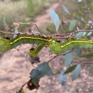 Opodiphthera eucalypti at Jerrabomberra, NSW - 21 Jan 2022 06:54 PM