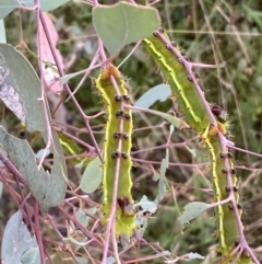 Opodiphthera eucalypti at Jerrabomberra, NSW - 21 Jan 2022