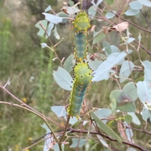 Opodiphthera eucalypti at Jerrabomberra, NSW - 21 Jan 2022