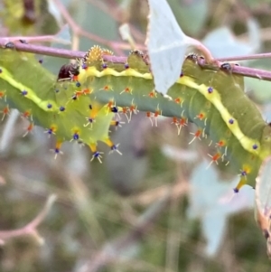 Opodiphthera eucalypti at Jerrabomberra, NSW - 21 Jan 2022 06:54 PM