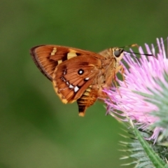 Trapezites symmomus (Splendid Ochre) at Mongarlowe, NSW - 21 Jan 2022 by LisaH