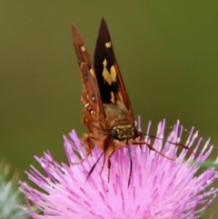 Trapezites symmomus at Mongarlowe, NSW - suppressed