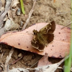 Toxidia parvula (Banded Grass-skipper) at suppressed - 21 Jan 2022 by LisaH