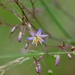 Dianella longifolia (Pale Flax Lily) at Mongarlowe River - 21 Jan 2022 by LisaH