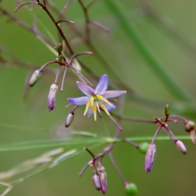 Dianella longifolia (Pale Flax Lily) at Mongarlowe, NSW - 21 Jan 2022 by LisaH