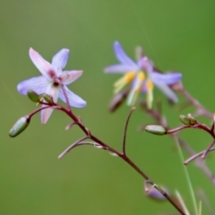 Dianella longifolia at Mongarlowe, NSW - 21 Jan 2022