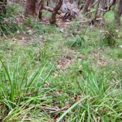 Dianella longifolia at Mongarlowe, NSW - 21 Jan 2022