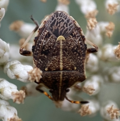 Oncocoris geniculatus (A shield bug) at Googong, NSW - 21 Jan 2022 by Steve_Bok